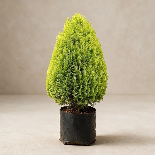Natural_Live_Conifer_Plant_For_Gardening