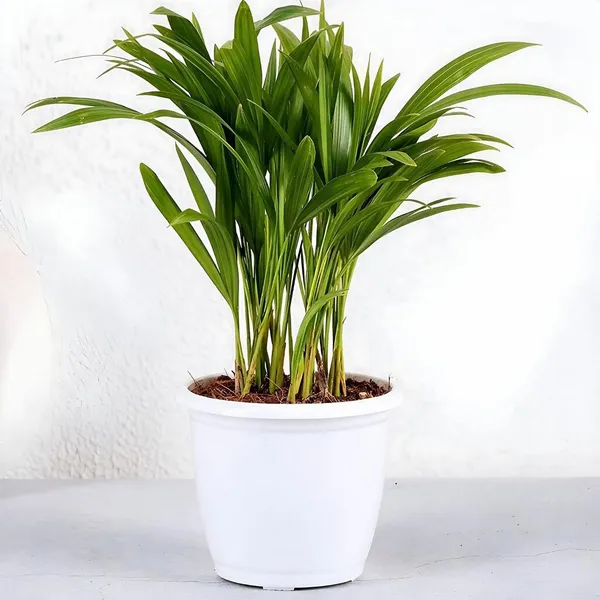 Natural_Live_Areca_Palm_Plant_For_Gardening
