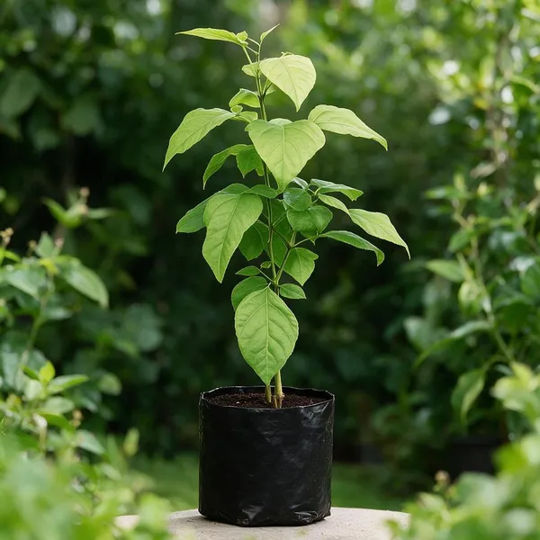 Natural_Live_Foliage_Plant_For_Gardening
