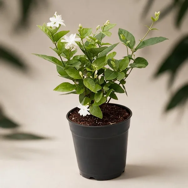 Natural_Live_Jasmine_Plant_For_Gardening