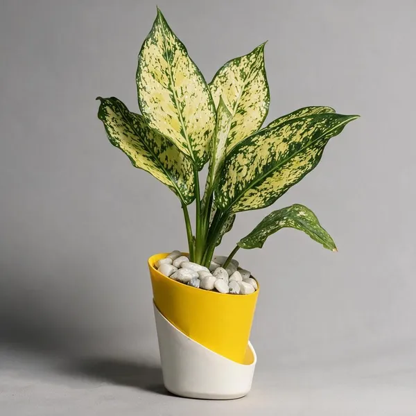 Natural_Live_Aglaonema_Plant_For_Gardening