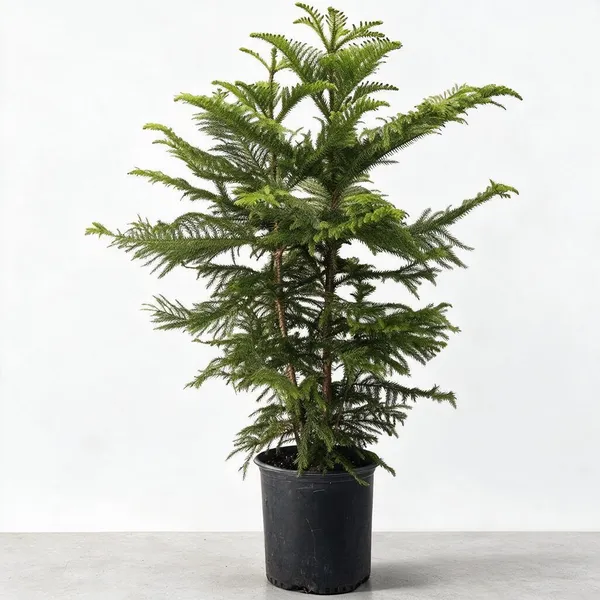 Natural_Live_Norfolk_Island_Pine_Plant_For_Gardening