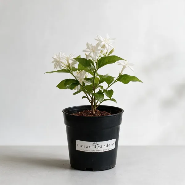 Natural_Live_Mysore_Malli_Plant_For_Gardening
