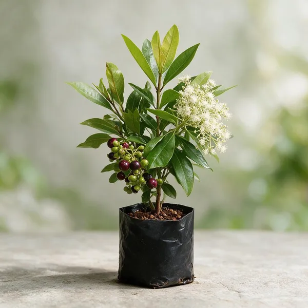 Natural_Live_Jamun_Plant_For_Gardening