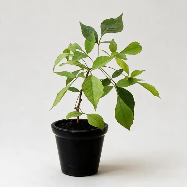 Natural_Live_Potted_Plant_For_Gardening