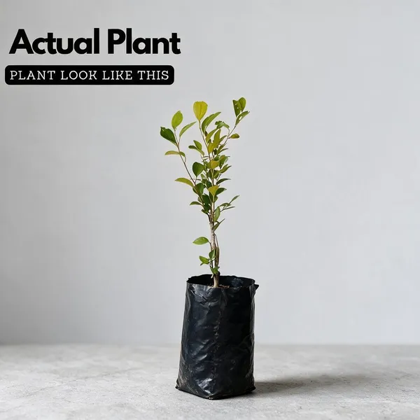 Natural_Live_Guava_Plant_For_Gardening