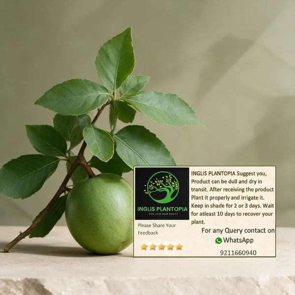 Natural_Live_Bael_Plant_For_Gardening