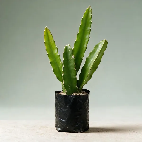 Natural_Live_Dragon_Fruit_Plant_For_Gardening