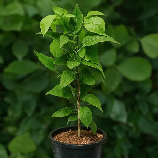 Natural_Live_Ornamental_Foliage_Plant_For_Gardening