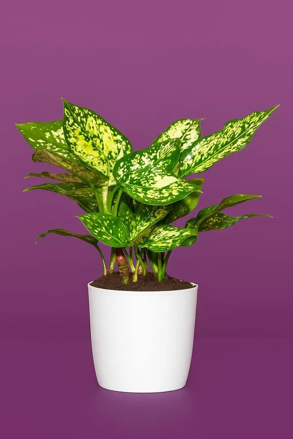 Green_Indoor_Plant_With_Decorative_Pot
