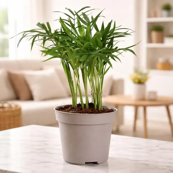 Areca_Palm_Live_Indoor_Plant_With_Pot