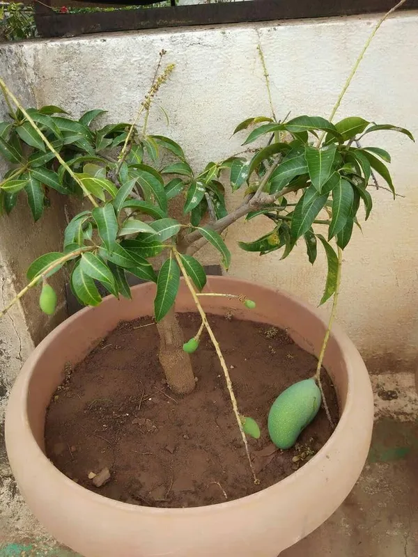 Mango_Fruit_Plant