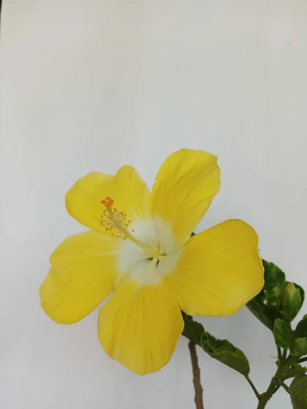 Hibiscus_Flowering_Plant