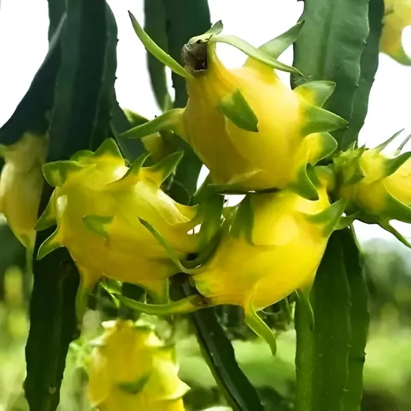Yellow_Dragon_Fruit_Live_Plant