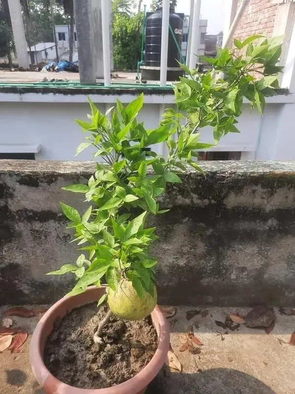 Green_Guava_Fruit_Plant
