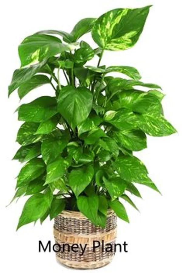 Golden_Variegated_Pothos_Live_Plant