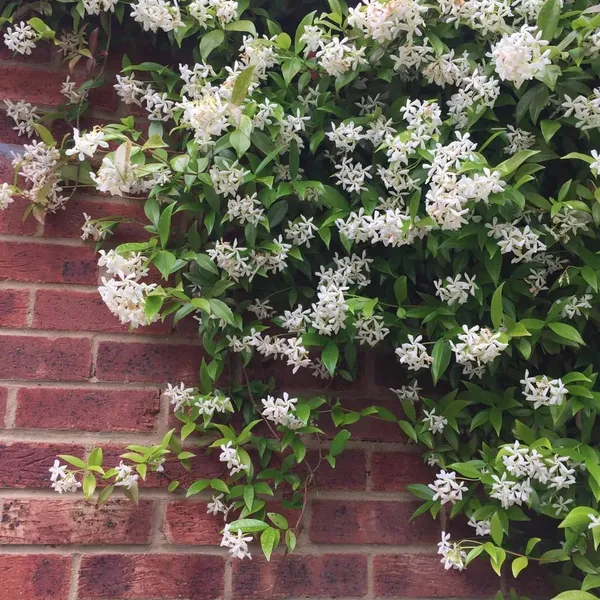 White_Jasmine_Flowering_Plant