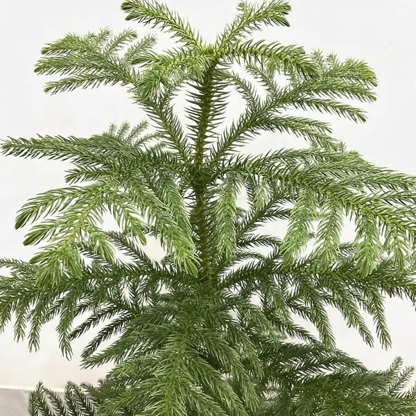 Green_Araucaria_Norfolk_Island_Pine_Live_Plant