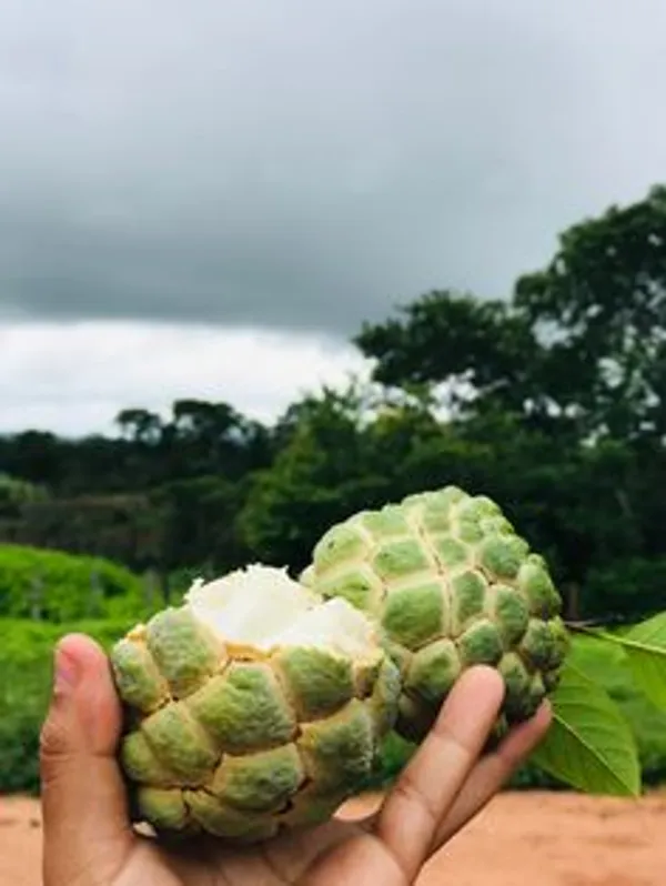 Green_Custard_Apples