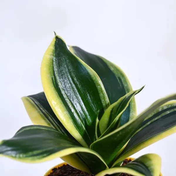 Green_Snake_Plant_Live_Indoor_Plant