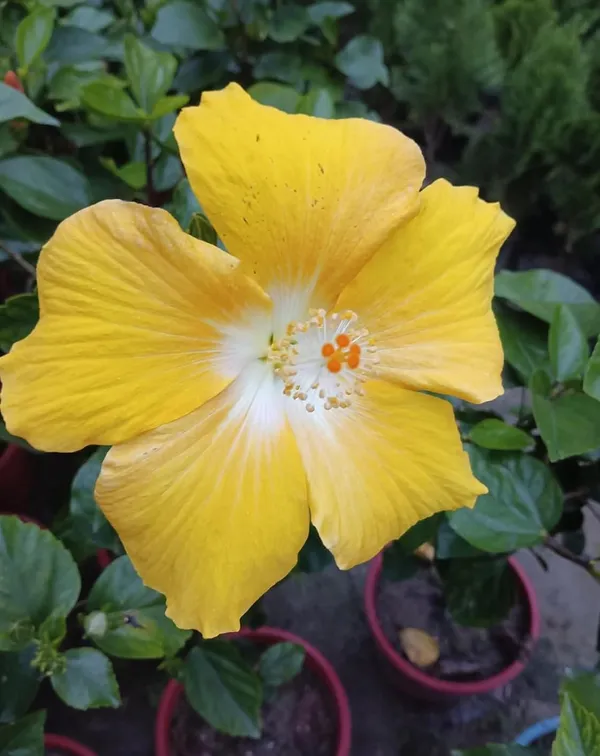 Hibiscus_Flowering_Plant