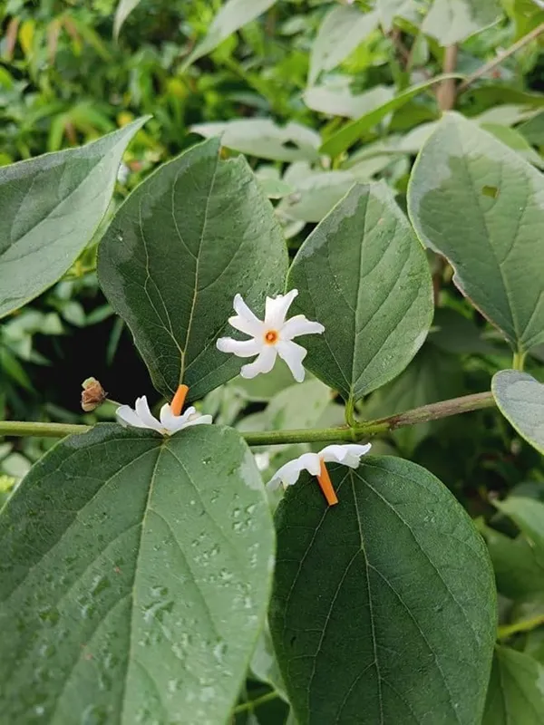 Parijat_White_Flowering_Jasmine_Live_Plant