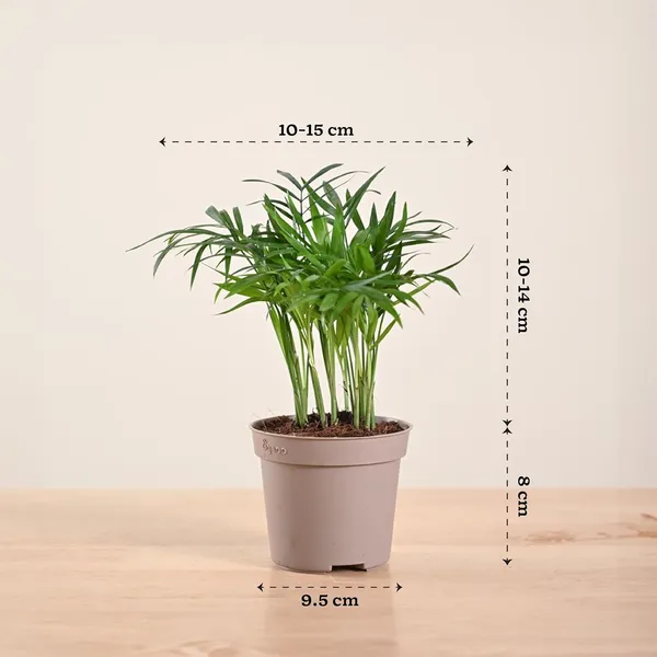 Areca_Palm_Live_Indoor_Plant_With_Pot