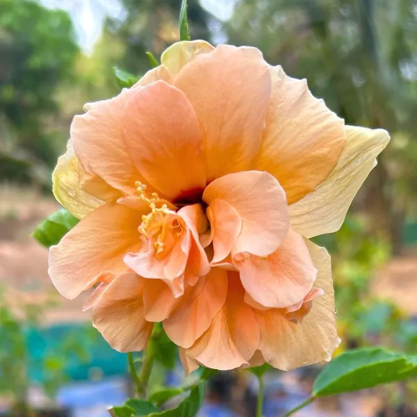 Green_Hibiscus_Live_Plant