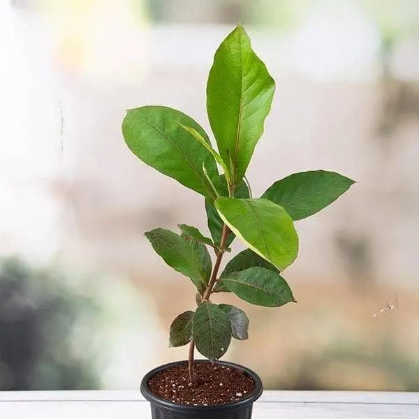 Live_Mango_Fruit_Plant_With_Green_Mangoes