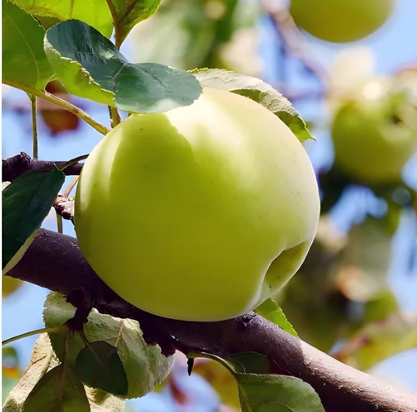 Fresh_Green_Apples