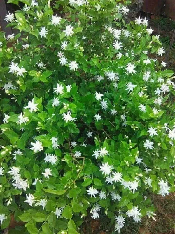 White_Jasmine_Flowering_Plant