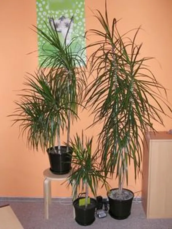 Dracaena_Marginata_Ornamental_Plant
