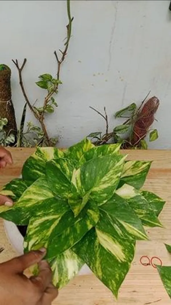 Golden_Variegated_Pothos_Live_Plant