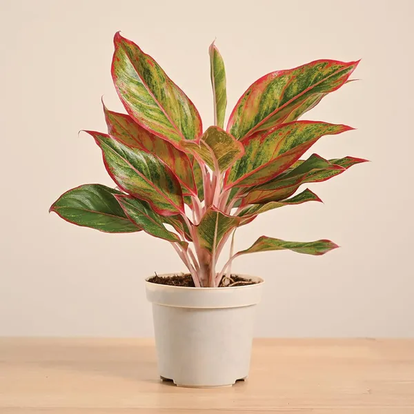 Red_Green_Aglaonema_Live_Plant_With_White_Pot