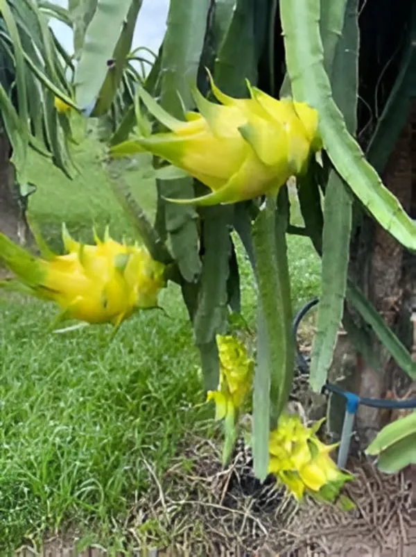 Yellow_Dragon_Fruit_Live_Plant