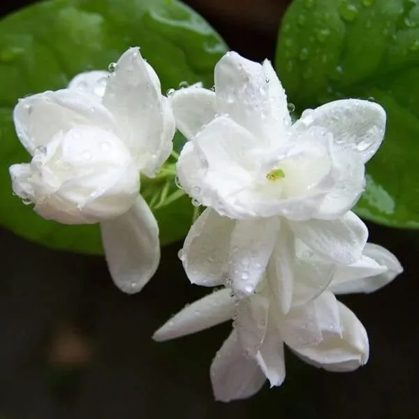 White_Jasmine_Flowering_Plant_in_Black_Nursery_Pot