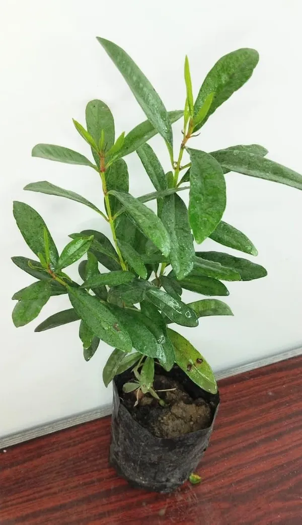 Jamun_Fruit_Plant
