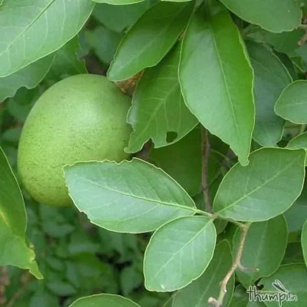 Bael_Live_Fruit_Plant