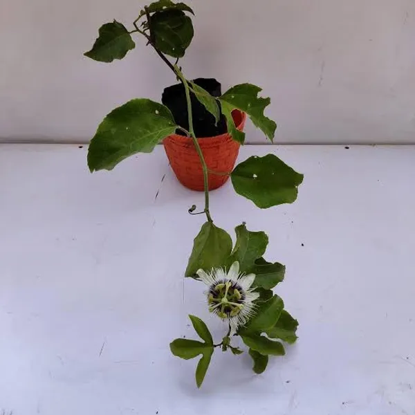 Passion_Fruit_Plant_Sapling