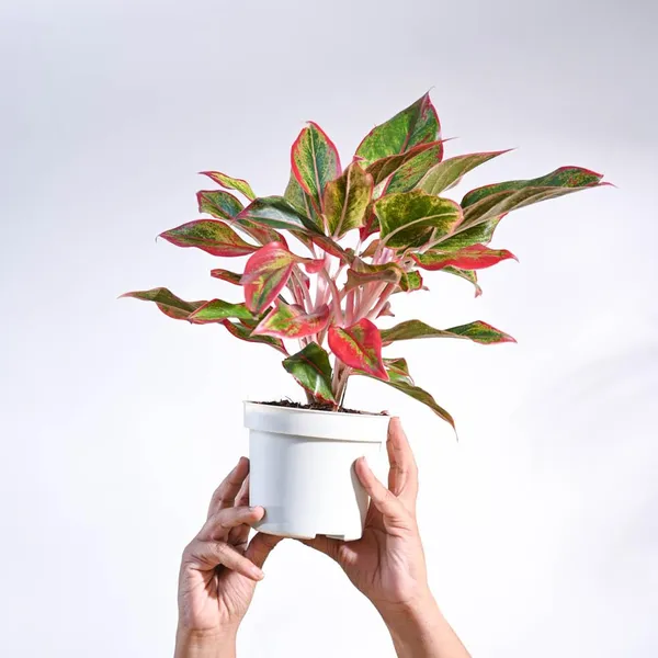 Red_Green_Aglaonema_Live_Plant_With_White_Pot