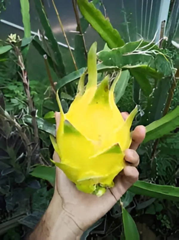 Yellow_Dragon_Fruit_Live_Plant