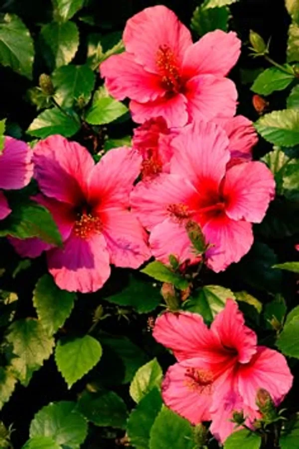 Red_And_Pink_Hibiscus_Flowering_Plant