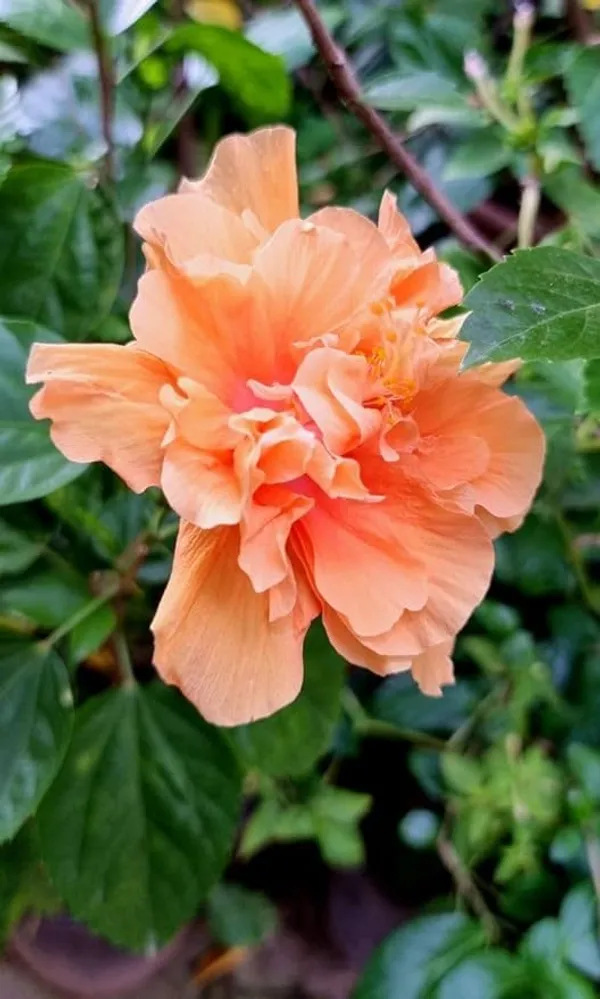 Green_Hibiscus_Live_Plant