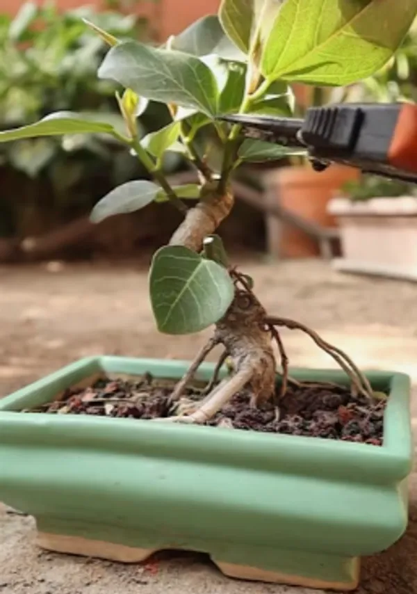 Green_Bonsai_Plant_In_Decorative_Pot