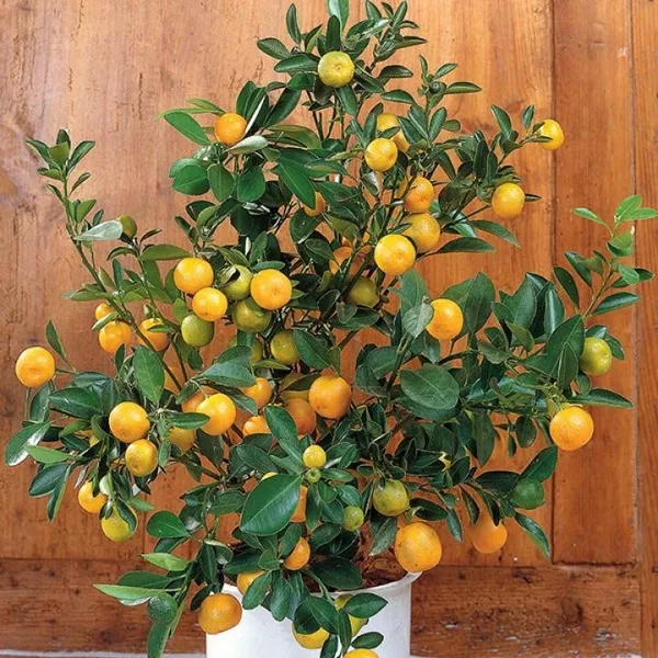 Kumquat_Orange_Fruit_Plant_In_Pot