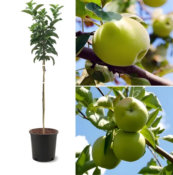 Fresh_Green_Apples