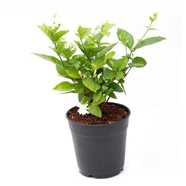 White_Jasmine_Flowering_Plant