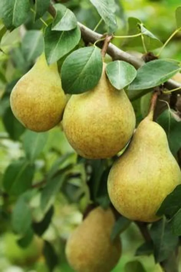 Green_Pears