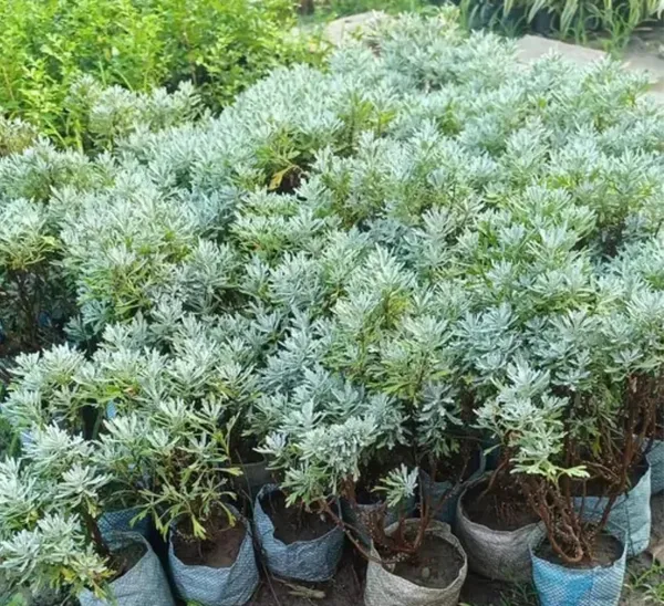 Purple_Lavender_Flowering_Plant