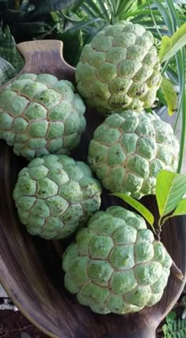 Green_Custard_Apples